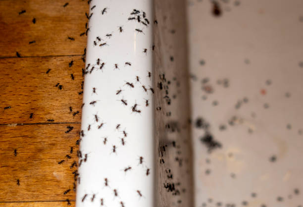 Best Local Pest Control Services  in Redway, CA