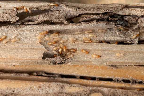 Best Pest Inspection Near Me  in Redway, CA